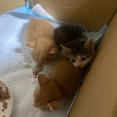 生後間もない猫