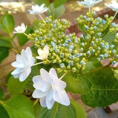 紫陽花　　苗　生活雑貨 ガーデニング