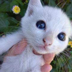 子猫里親募集