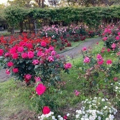 ウォーキング仲間募集🏃‍♀️🏃‍♀️🏃‍♀️ - 福山市