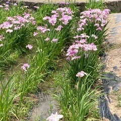 ウォーキング仲間募集🏃‍♀️🏃‍♀️🏃‍♀️ − 広島県