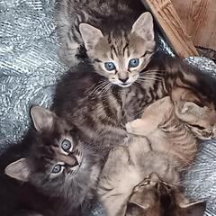 トラ猫4匹　宜しくお願い致します