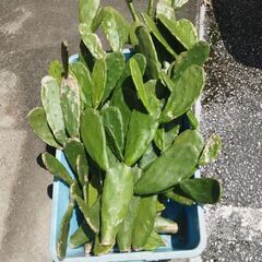 ウチワサボテン🌵の画像