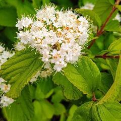 【繊細で可愛らしいお花❁✾】ガマズミ？シモツケ？コアジサイ