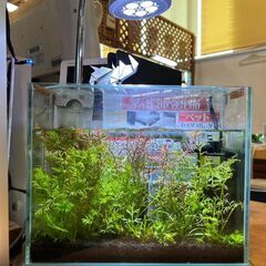 【愛品館八千代店】メダカとエビの水草水槽（生体、水草、水槽、フィ...