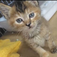 ジャパニーズボブテイルの女の子です