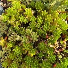 多肉植物
