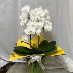 手渡し希望6/5到着⭐︎胡蝶蘭