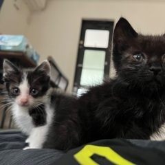 生後2ヶ月の子猫里親急募！