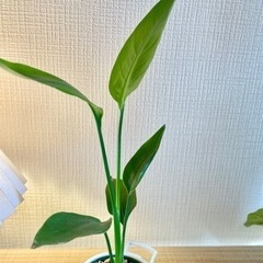 値下！雑貨のような可愛いコンテナポット付き！ トロピカルな雰囲気！扇形に葉を展開していきます♪ お部屋に飾りやすいちょうどいいサイズの観葉植物 の画像