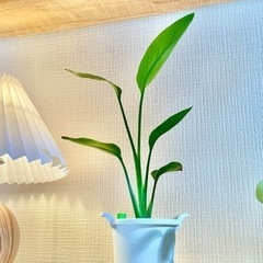値下！雑貨のような可愛いコンテナポット付き！ トロピカルな雰囲気！扇形に葉を展開していきます♪ お部屋に飾りやすいちょうどいいサイズの観葉植物 の画像