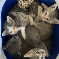 7きょうだい2ヶ月