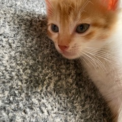 里親候補の方と交渉中！先住猫とも寄り添って寝ています！２か月目★