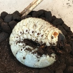 マルスゾウカブト 幼虫の画像