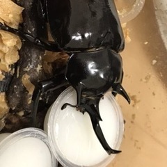 マルスゾウカブト 幼虫
