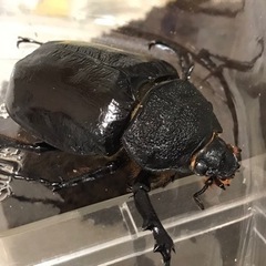 マルスゾウカブト 幼虫の画像