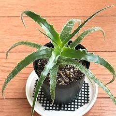ヘクチア　ナサビオラム