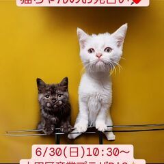 6/30(日)譲渡会♪　生後2か月長足マンチカン兄妹(⋈◍＞◡＜...