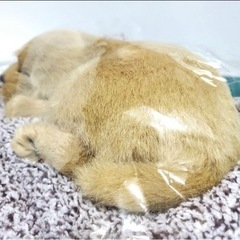 美品⭐︎【お家や車の消臭剤】ゴールデン　の画像