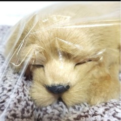 美品⭐︎【お家や車の消臭剤】ゴールデン　の画像