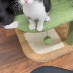 ハチワレ兄弟猫　おかげさまで新しいご家族見つかりました