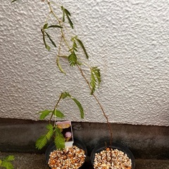 オジギソウ　苗の画像