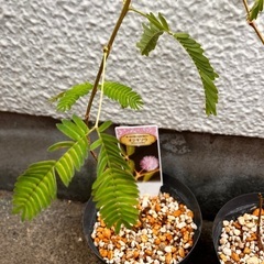 オジギソウ　苗の画像