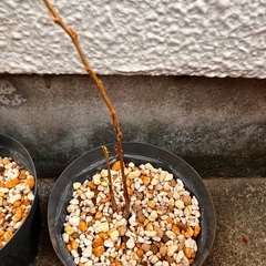 オジギソウ　苗の画像