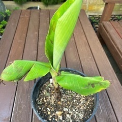 三尺バナナ苗（子株）