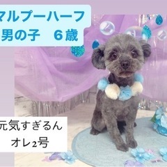 6月9日ららん藤岡里親譲渡会