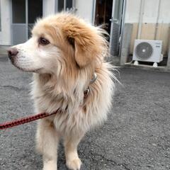 【収容中】飼い犬遺棄された成犬わんこの家族募集（終生室内飼育条件...
