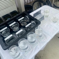 メダカ（めだか）販売の画像