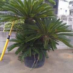 【植木・庭木】ソテツ　蘇鉄　6-1の画像