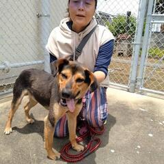 【収容中】飼い犬遺棄された青年わんこのファミリー募集（終生室内飼...