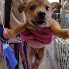 【収容中】壱岐島より保護、野犬パピー兄妹のファミリー募集（終生室...