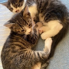 生後１ヶ月半 子猫の里親募集☆