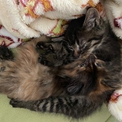 可愛い子猫兄弟の里親募集中！サビ長毛ちゃんとキジトラちゃんです