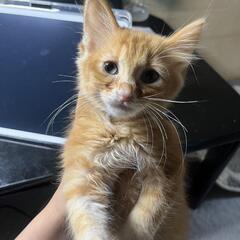 姉妹の猫ちゃん