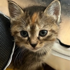 とっても可愛い子猫ちゃんの里親募集中！キジ茶色の猫ちゃんです