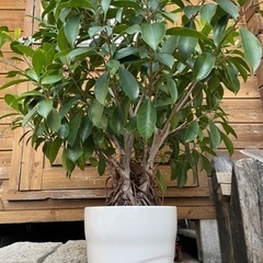 ☆ガジュマル☆観葉植物☆ラッキーアイテム☆