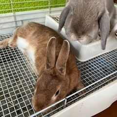 うさぎ　ミニウサギとホーランドロップイヤー　ケージ　まとめて