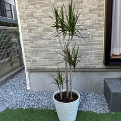 引取先決まりました。
観葉植物　ドラセナコンシンネ