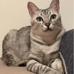 サバトラ健気なルルちゃん