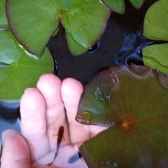 めだか　稚魚の画像