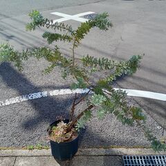 アカシア（ミモザ）差し上げます