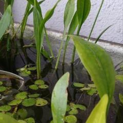 ナガバオモダカの画像