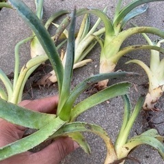 アガベ　アメリカーナ　アオノリュウゼツラン　観葉植物　ドライガー...