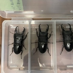 クワガタ、富山県産本土ヒラタクワガタ、岡山本土ヒラタWF1