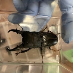 クワガタ、富山県産本土ヒラタクワガタ、岡山本土ヒラタWF1の画像