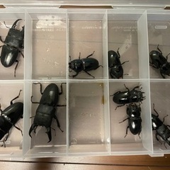 クワガタ、富山県産本土ヒラタクワガタ、岡山本土ヒラタWF1の画像